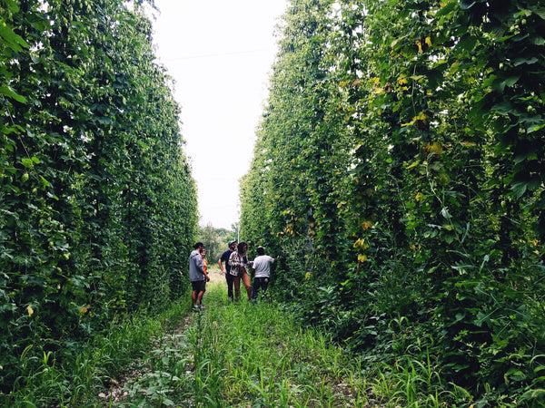 Why aren't Ontario hop farmers feeling the love?